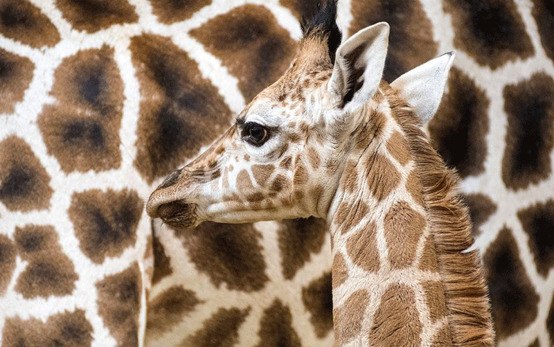 اشکها و لبخندهای چهارشنبهسوری، شهر در آستانه نوروز و ...