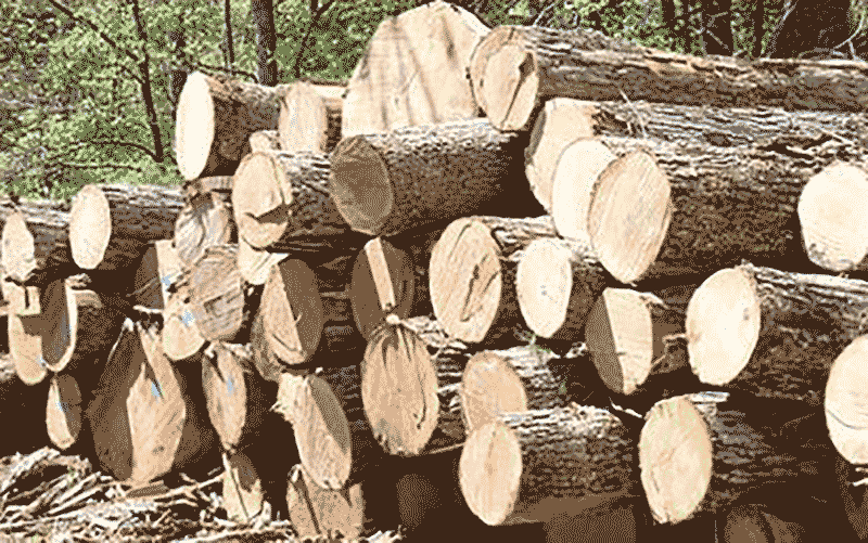کشف بیش از 6 تن چوب جنگلی قاچاق در «سیاهکل»