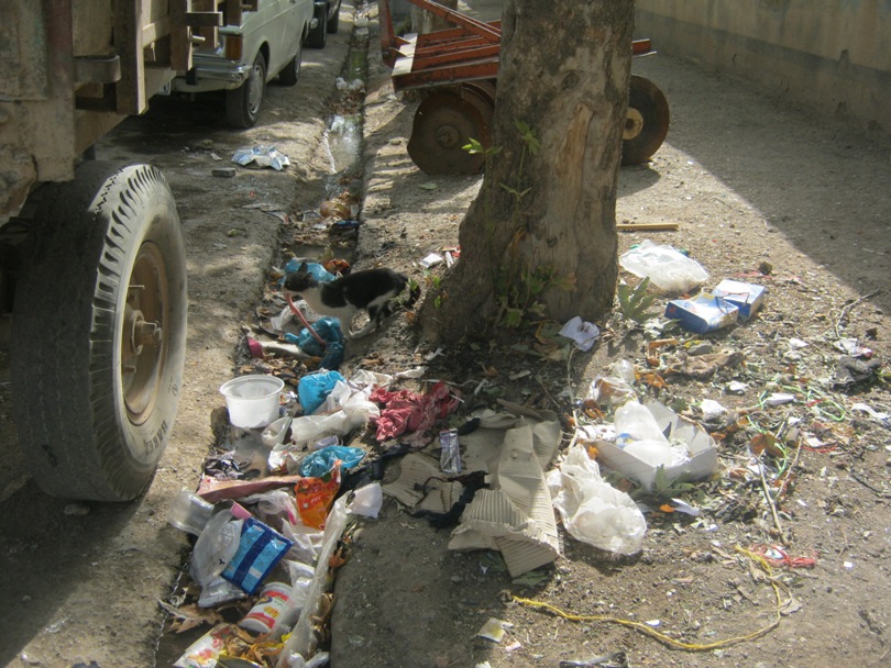 پارتی که شهرداری برای موشهای پایتخت برگزار میکند/عکس