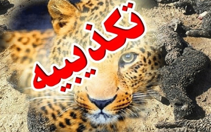تکذیب حمله پلنگها به ۴۰۰ دام در کرمانشاه