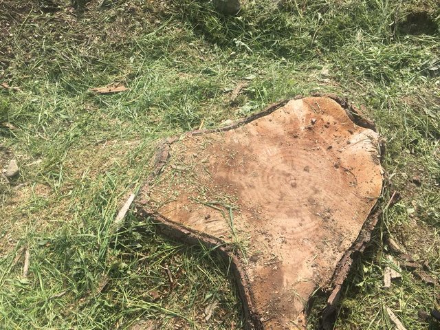 "باغ برره" در آستانه نابودی +عکس