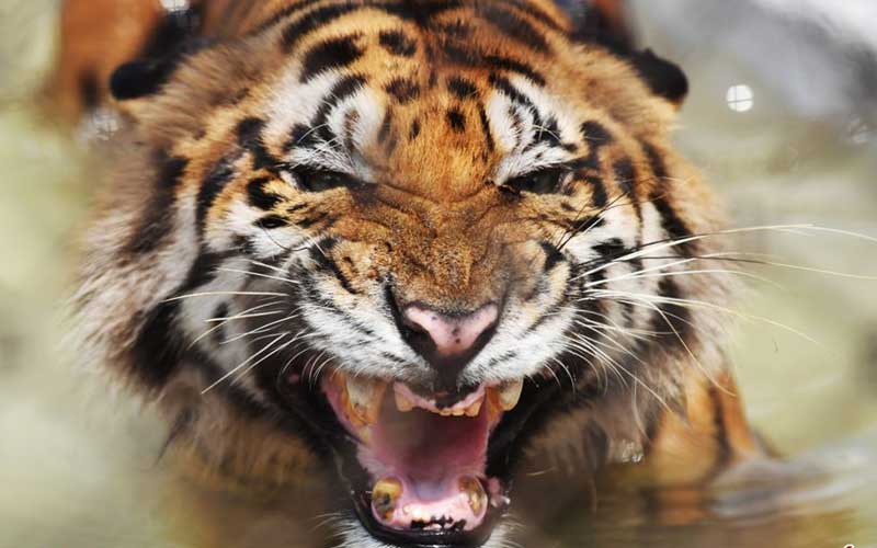 دیدنیهای امروز پنجشنبه ۳۱ خردادماه