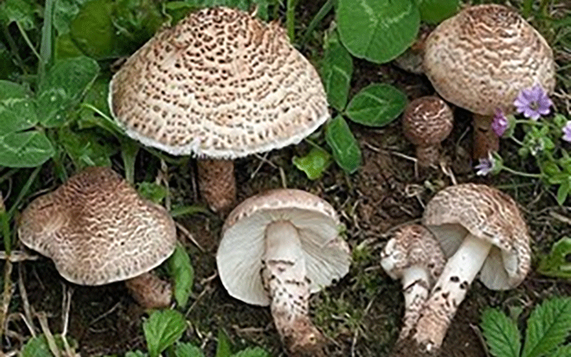 31