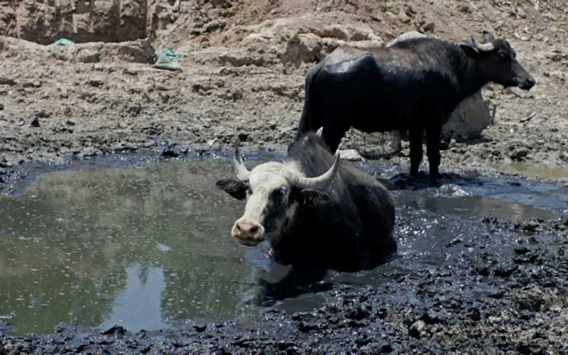 تصاویر : دیدنیهای امروز جمعه ۱۵ تیرماه