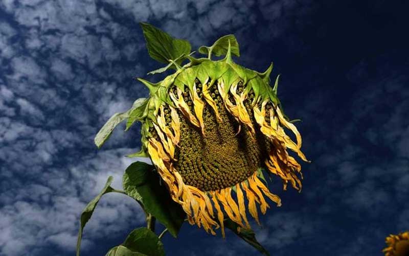 تصاویر : دیدنیهای امروز سه شنبه ۹ مردادماه