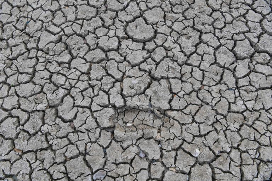 رود راین خشکید، یک تن ماهی نابود شدند!