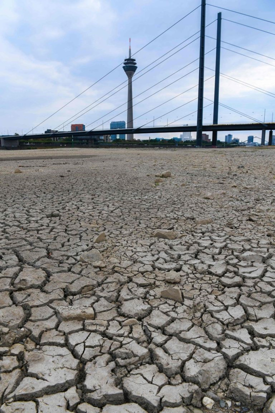 رود راین خشکید، یک تن ماهی نابود شدند!