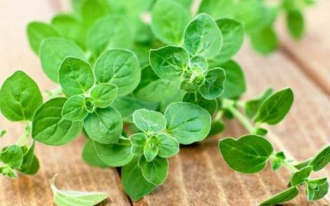 پونه کوهی و خواص خارق العاده این گیاه 1 پونه کوهی و خواص خارق العاده این گیاه 38 18 درمان, پونه کوهی, طب سنتی, گیاه