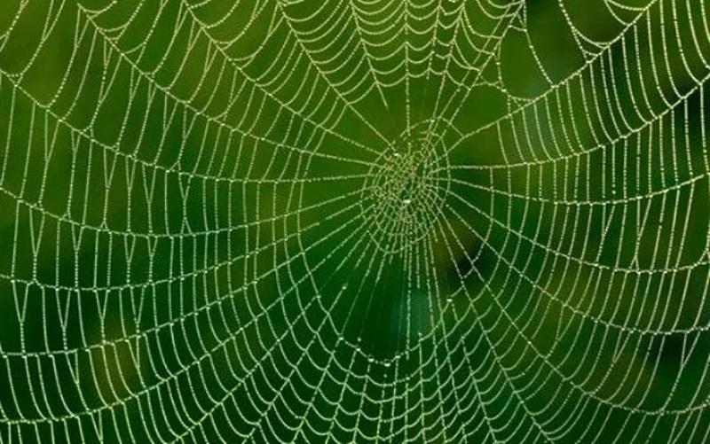 لباس ضدگلوله از جنس تار عنکبوت ساخته می شود