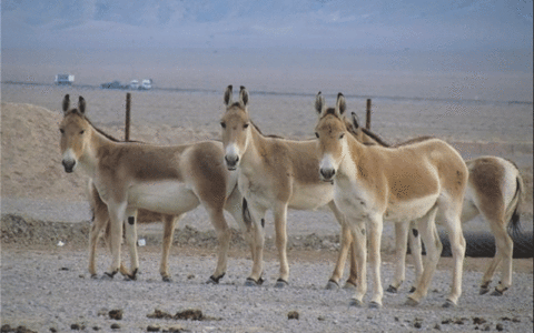 رشد گورخرها در آفریقای ایران 1 رشد گورخرها در آفریقای ایران