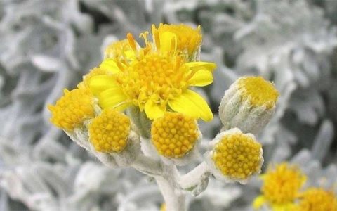 گیاهی که در کمترین زمان سلول های سرطانی را می کشد 1 گیاهی که در کمترین زمان سلول های سرطانی را می کشد 32 13 سرطان, گیاه, درمان سرطان, افسنطین شیرین