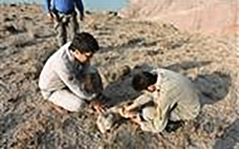 زندگی حیوانات حیات وحش در تهدید زبالههای رها شده گردشگران