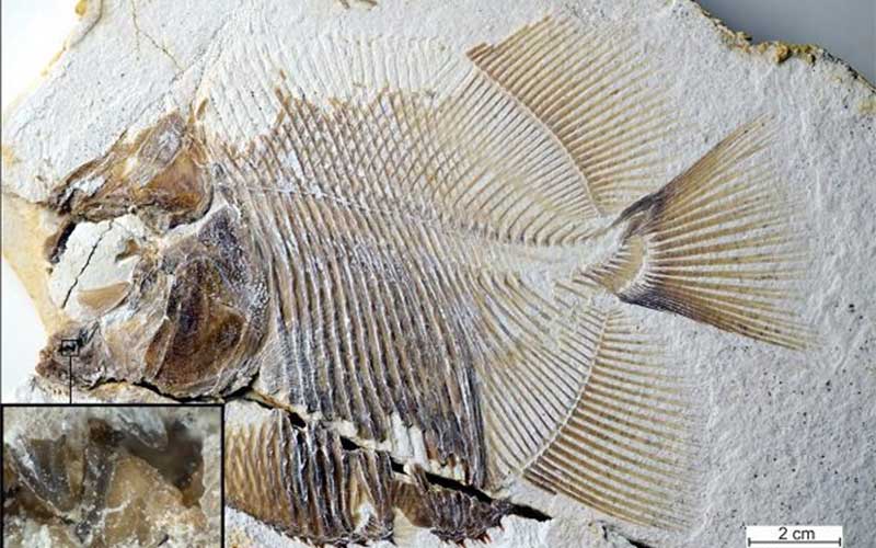 شناسایی فسیل ۱۵۰ میلیون ساله از یک ماهی خونخوار