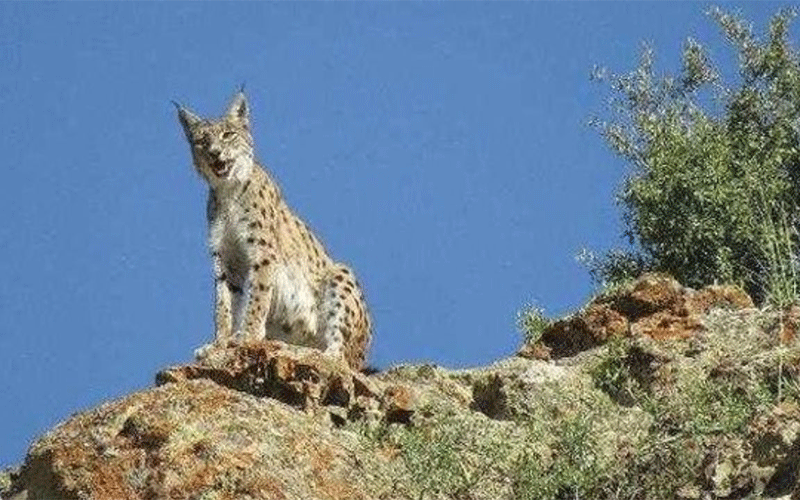 سیاهگوش در چهارمحال و بختیاری ثبت ملی شد