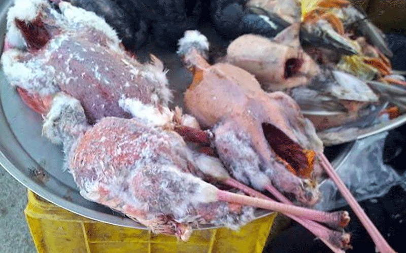 فروش گوشت پرندگان وحشی حرام گوشت در بازار