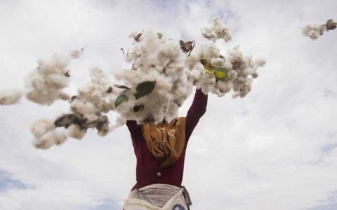 پنبه، چرخ زندگی و اشتغال در گرگان
