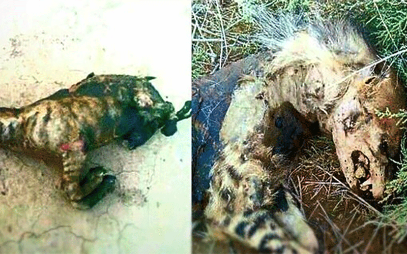 ماجرای سوزاندن ۳ کفتار در نیشابور