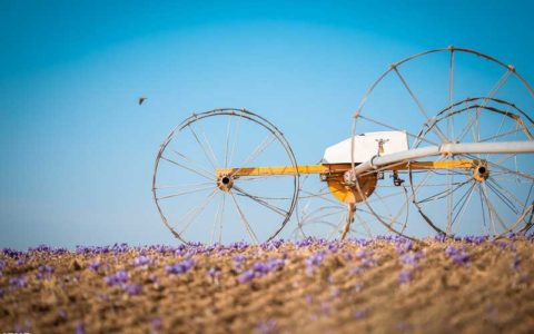 برداشت زعفران در تربت حیدریه