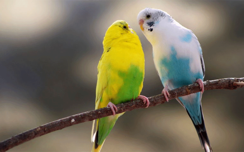 مردی که زن، بچه و زندگیاش را فدای قناری کرد