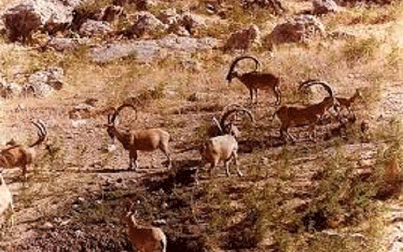 قوچ مستی، زمان اوج هجوم شکارچیان به حیاتوحش