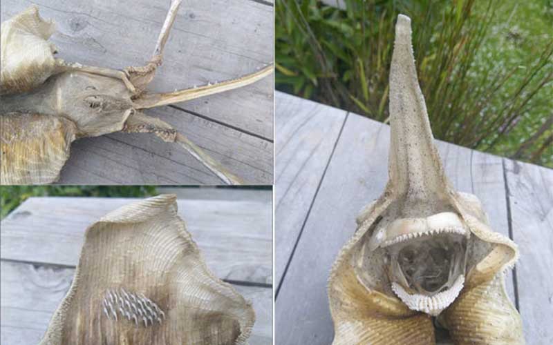 کشف موجود عجیب در ساحل نیوزلند