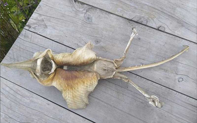 کشف موجود عجیب در ساحل نیوزلند