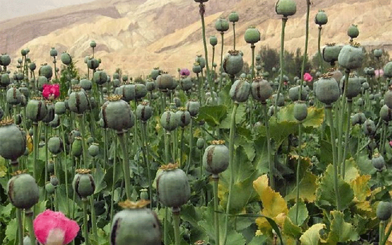 "کاهش بیسابقه" کشت مواد مخدر در افغانستان