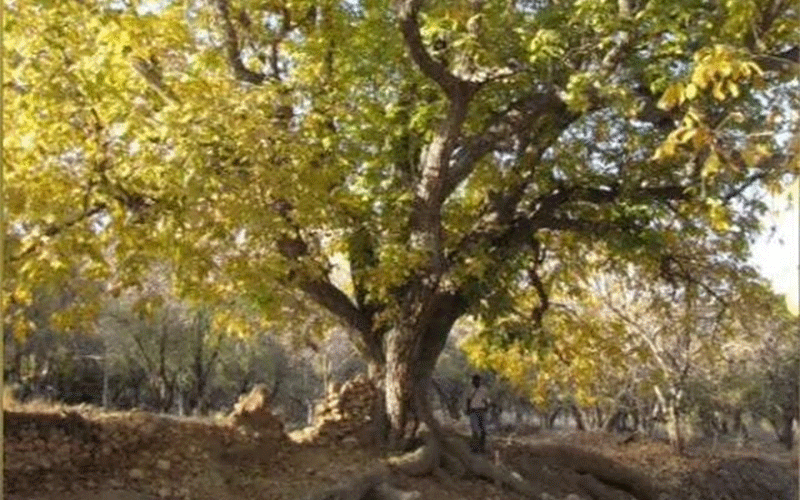 شناسایی دو باغ با درختان ۵۰۰ ساله در در بوانات فارس