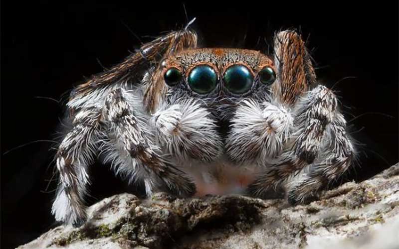 شناسایی عنکبوتی که به نوزادش شیر می دهد