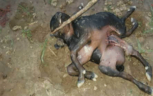 60