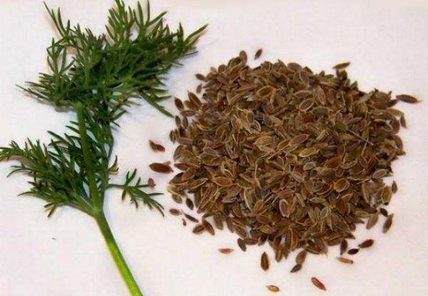 خواص خارق العاده تخم شوید