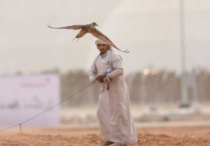 شاهین