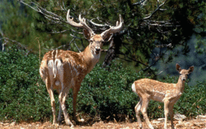 محیط زیست خوزستان