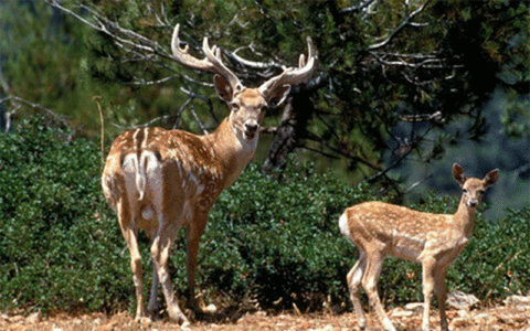 محیط زیست خوزستان