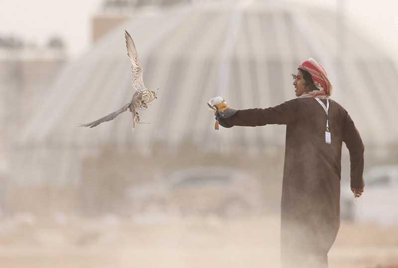 شاهین