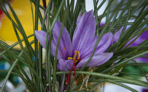 زعفران