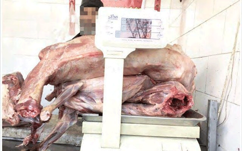 دامپزشکی: عرضه گوشت سگ در مشهد کذب است