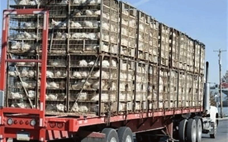 قاچاق مرغ در استان سمنان قاچاق مرغ