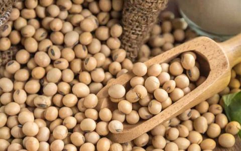 خواص سویا و ارتباط آن با گروه خونی 1 خواص سویا و ارتباط آن با گروه خونی