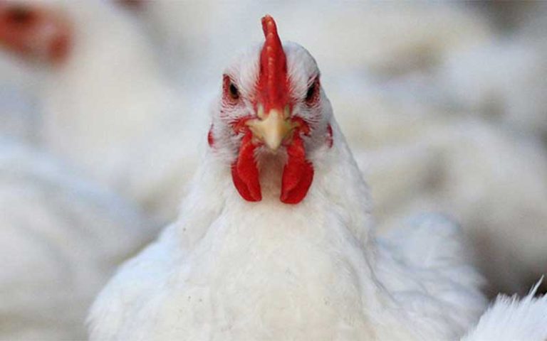 مرغ