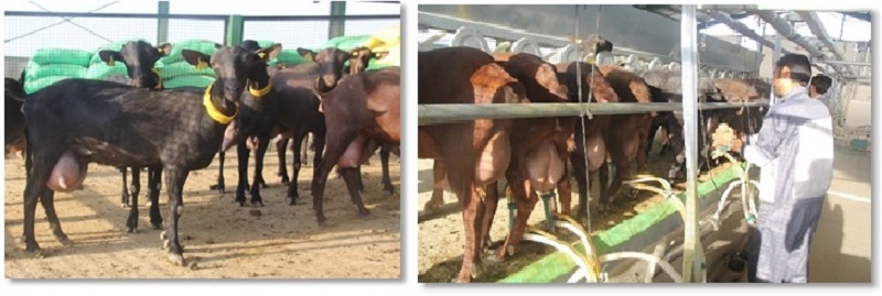 قلعه گنج، بنیاد علوی و انتقادهایی که بوی منفعت طلبی می دهد