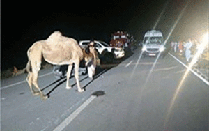 برخورد مرگبار شتر