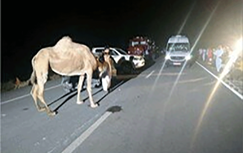 برخورد مرگبار شتر با 2 خودرو در 30 کیلومتری زاهدان برخورد مرگبار شتر