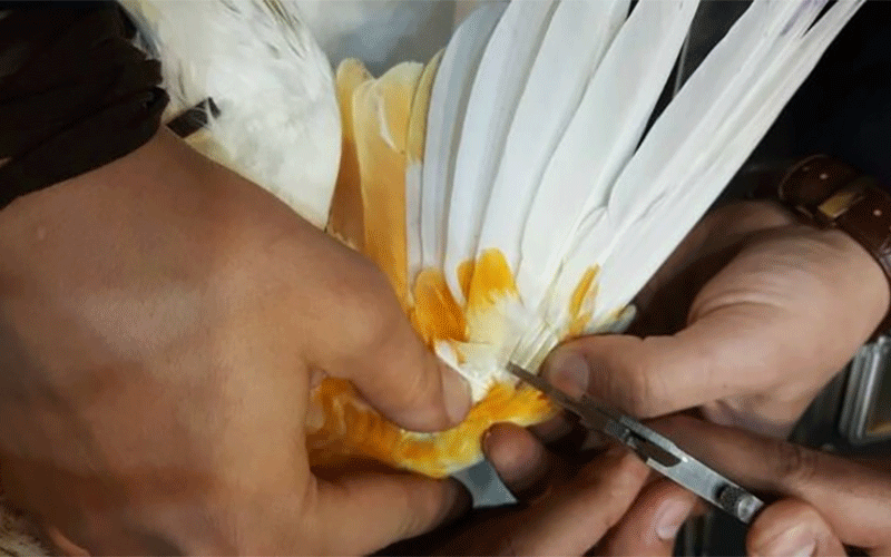 عمل پر پرنده