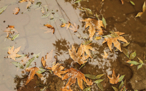 سازمان هواشناسی