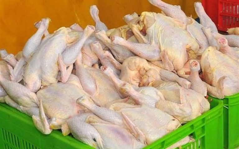 مرغ