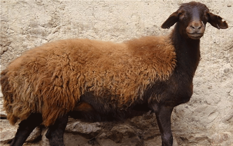 دستگیری سارقین