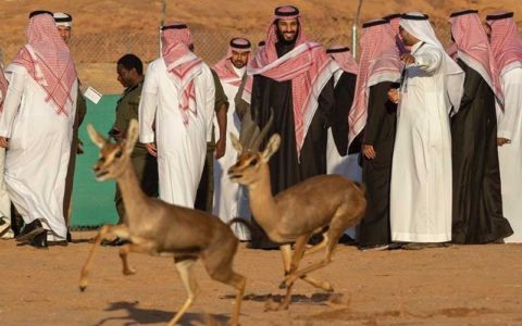 (تصاویر) رهاسازی آهو برای تامین غذای یوز عربی توسط بن سلمان