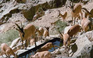شکار غیرمجاز