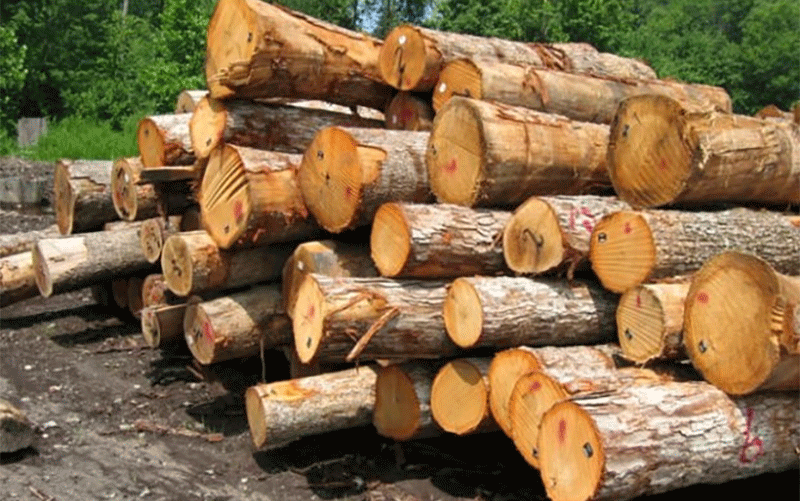 کشف ۷۰ تن چوب جنگلی قاچاق در فومن چوب جنگلی قاچاق